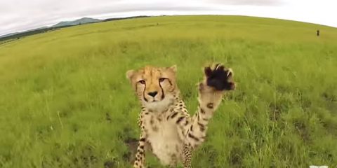 Video Droni. Sud Africa: Che succede se vai a spasso con i ghepardi assieme al tuo drone?