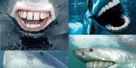 Vacanze ittiche odontoiatriche: gli squali dopo la visita con il dentista croato