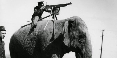 Altro che truppe cammellate. Guerra 1915-’18: elefante con in groppa un mitragliatore M1985 della Browning-Colt