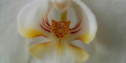 Le miniature della natura: quando una tigre entra in un’orchidea