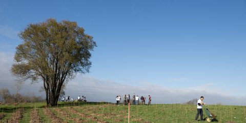 Sky per l’ambiente: mille nuovi alberi nel Parco Porto di Mare e Casa Chiaravalle a Milano