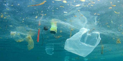 Il grande vortice di plastica del Pacifico è abitato da 46 specie di esseri viventi. Lo studio