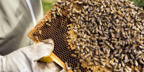 Giornata mondiale delle api. Il ruolo degli analytics per preservare gli alveari