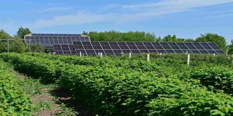 Agrivoltaico, boom di richieste. Vincono i sistemi ibridi